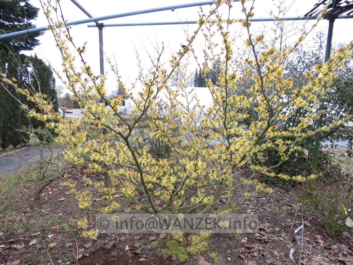 Hamamelis Arnold Promise Solitaer.JPG